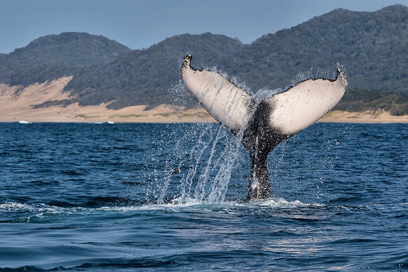 Walbeobachtung in Südafrika - ©©photogallet - stock.adobe.com