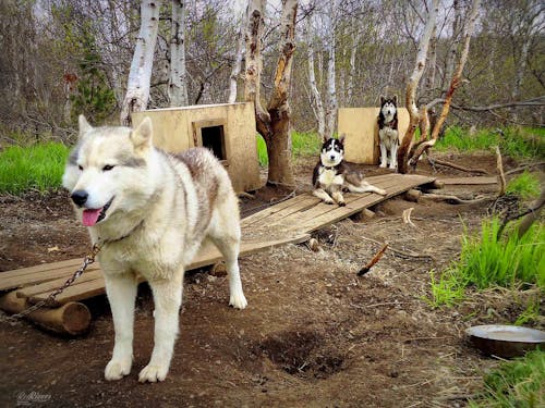 Schlittenhunde in Kamtschatka &ndash; &copy; RedRivers