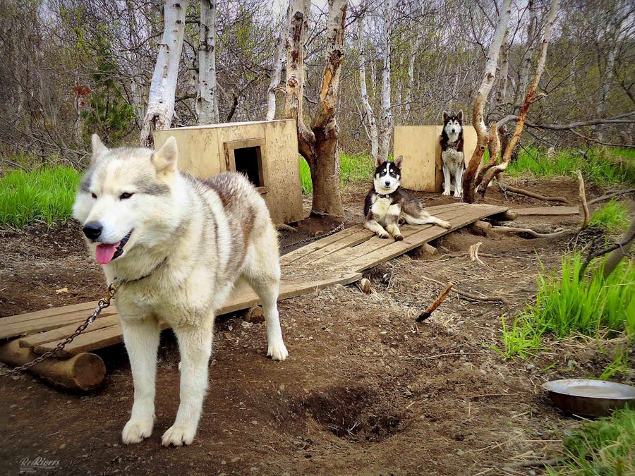 Schlittenhunde in Kamtschatka – © RedRivers