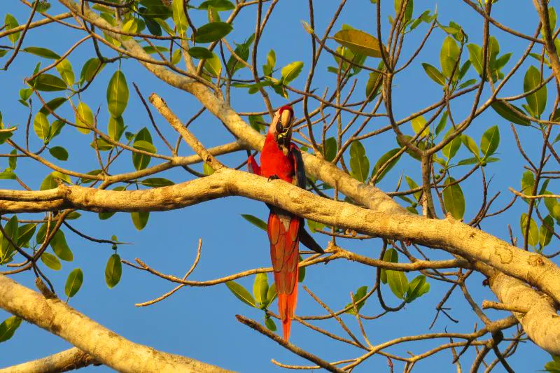 Hellroter Ara - &copy;German Rojas - Swiss Travel Costa Rica