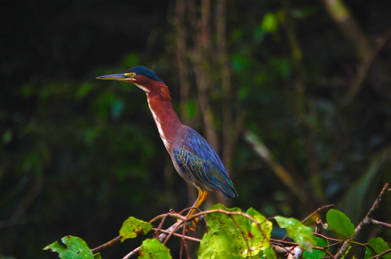 Tortuguero-Nationalpark - ©Swiss Travel Costa Rica