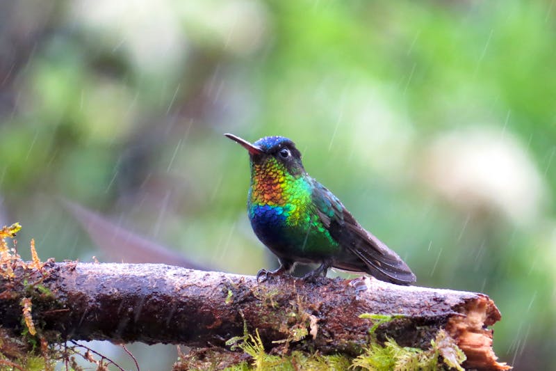 Kolibri in Costa Rica - ©German Rojas - Swiss Travel Costa Rica