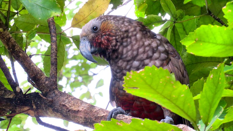 Kaka auf Kapiti Island - ©Eberhardt TRAVEL