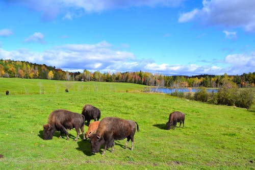 Fahrt durch den Omega-Wildpark &ndash; &copy; Eberhardt TRAVEL