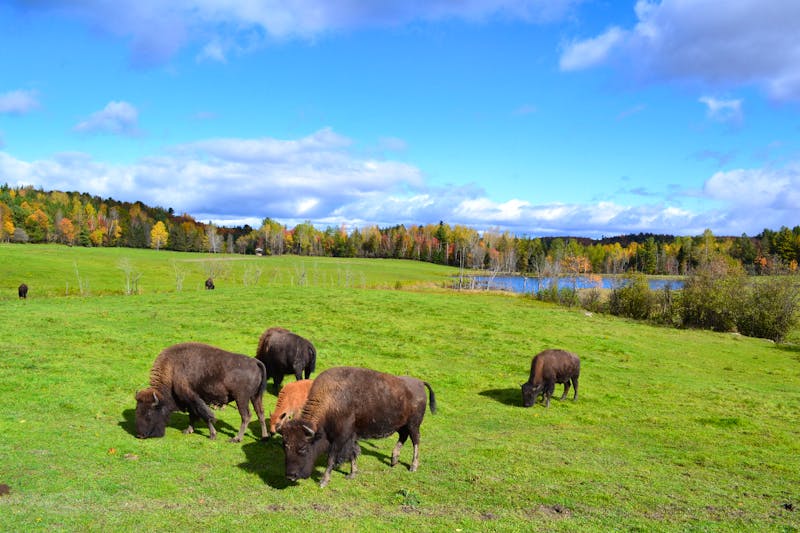 Fahrt durch den Omega-Wildpark - ©Eberhardt TRAVEL
