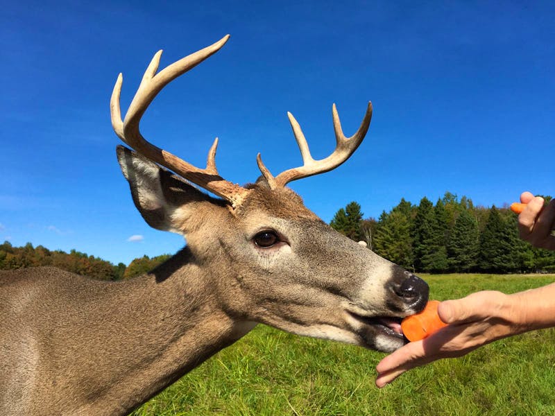 Im Omega Wildpark - ©Eberhardt TRAVEL