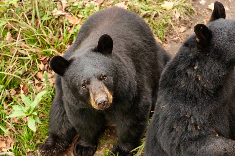 Schwarzbären im Omega-Wildpark - ©Eberhardt TRAVEL