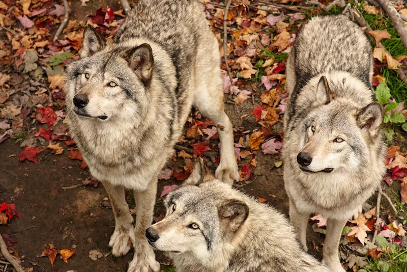 Wölfe im Omega-Wildpark - ©Eberhardt TRAVEL