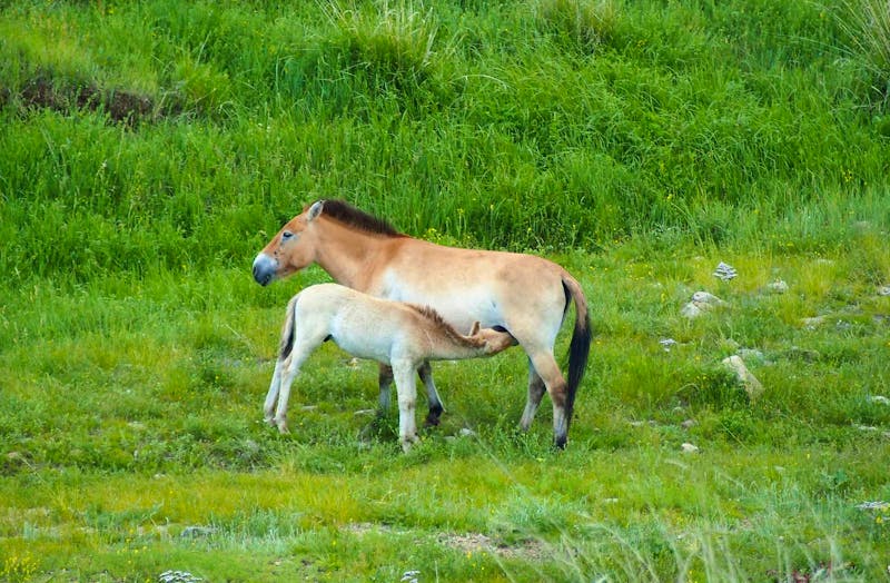 Przewalski-Pferde in der Mongolei - ©Eberhardt TRAVEL