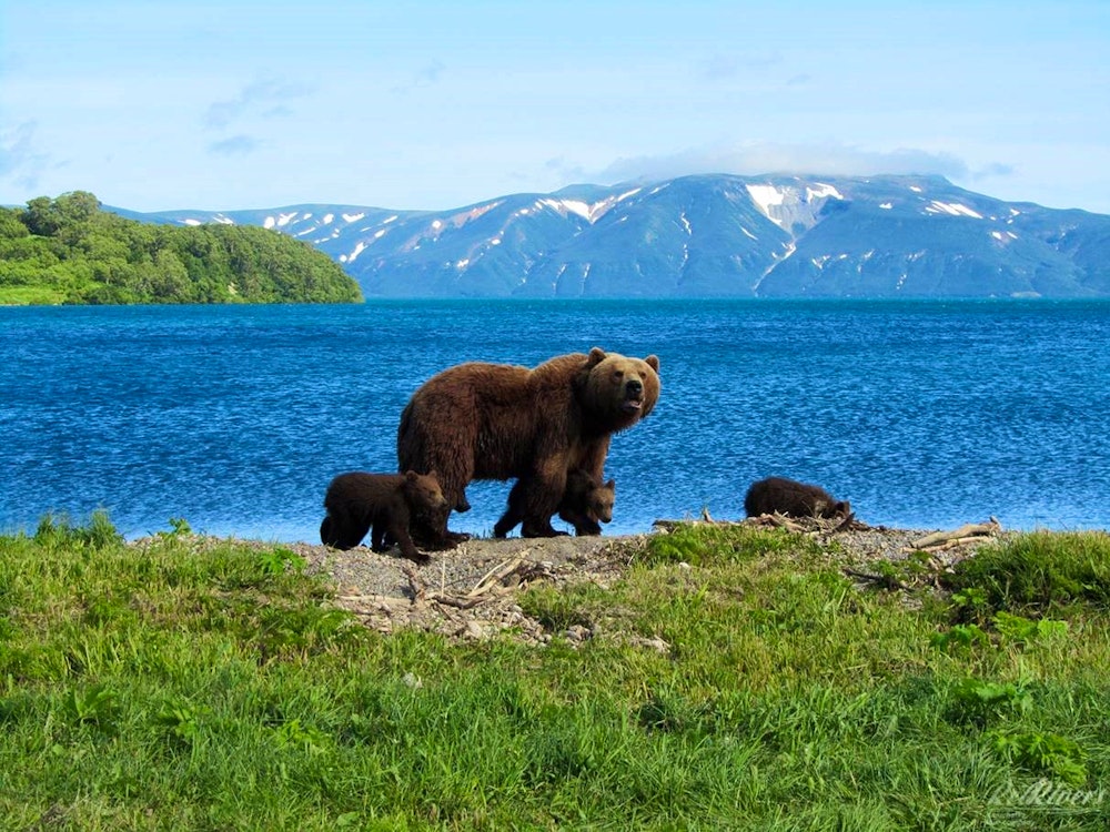 Kamtschatka – Bär mit Jungtieren am See – © Red Rivers Kamchatka Tour Company