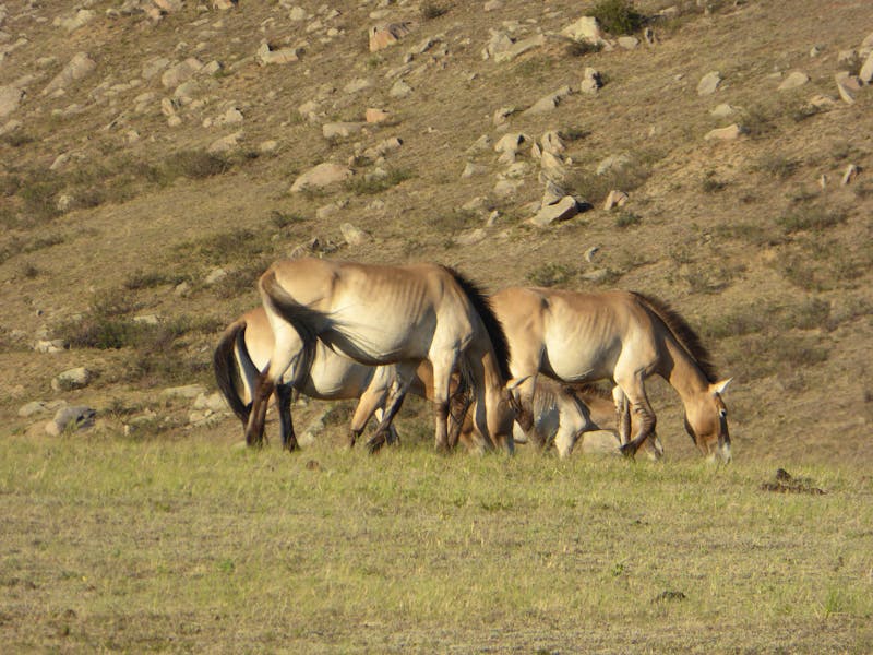 Przewalski Pferde in der Mongolei - ©Eberhardt TRAVEL