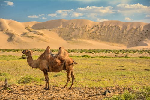 In der Wüste Gobi &ndash; &copy; ©Pierreemmanuel - stock.adobe.com