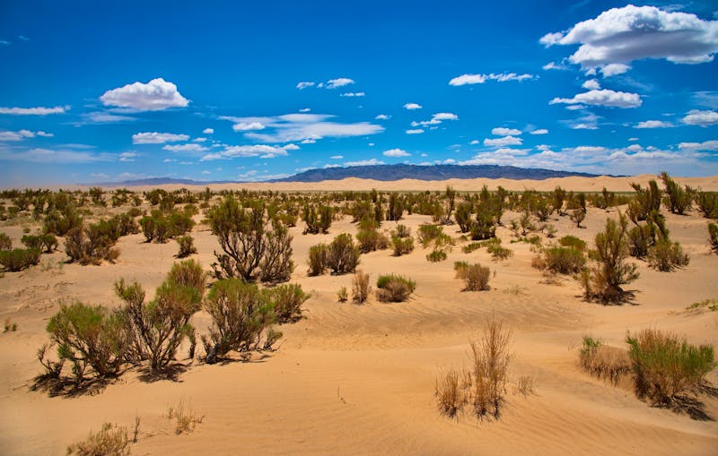 Saxaul Wald in der Mongolei - ©©????????? ???????? - stock.adobe.com