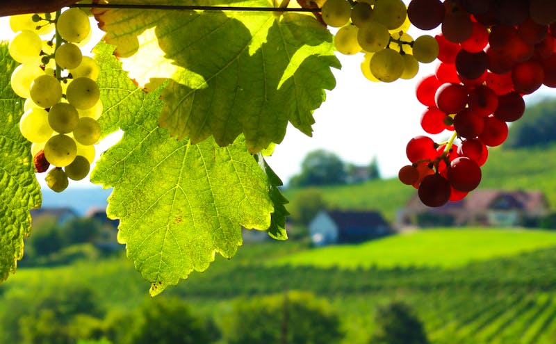 Reife Weintrauben in rot und weiß vor herrlichem Weinberg - ©©st1909 - stock.adobe.com