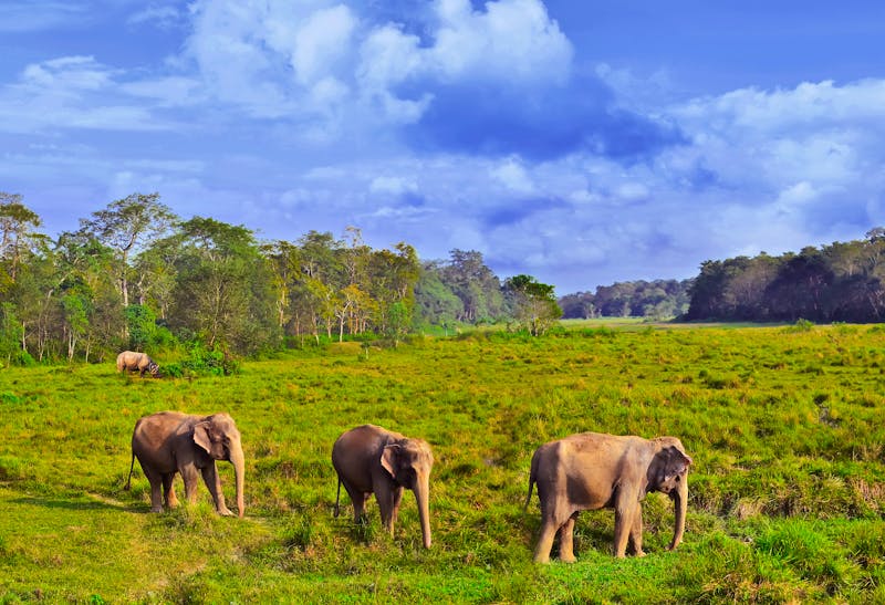 Asiatische Elefanten im Chitwan-Nationalpark in Nepal - ©©natalia_maroz - stock.adobe.com