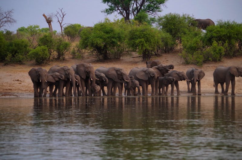 Bootsfahrt auf dem Okawango - Elefantentreffen - ©Annett Müller