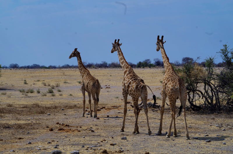 Etosha-Nationalpark - Giraffenparade - ©Annett Müller