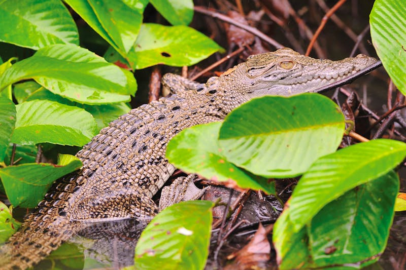 Kleines Salzwasserkrokodil, Daintree-Fluss - ©Steve Harris - stock.adobe.com
