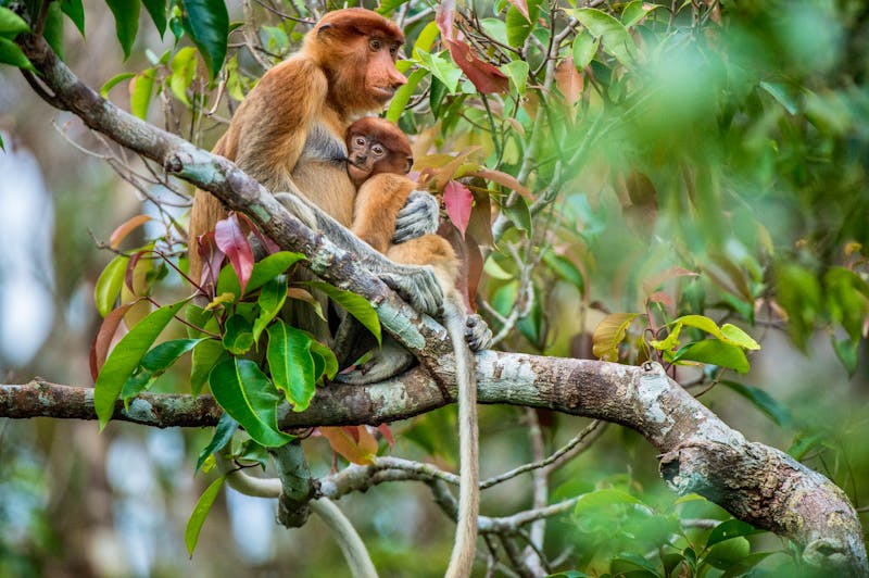 Nasenaffen, Borneo, Indonesien - ©Uryadnikov Sergey - stock.adobe.com