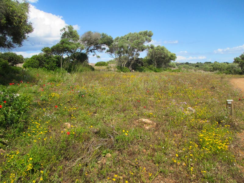 Wanderung Son Bou nach Es Canutells - ©Stefanie Knisse