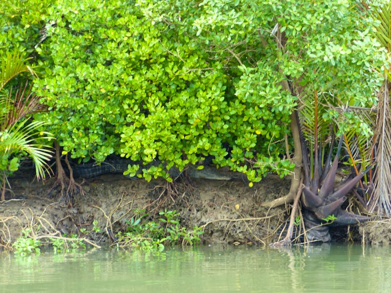 Salzwasserkrokodil, Santubong, Borneo  - ©Maria Michel