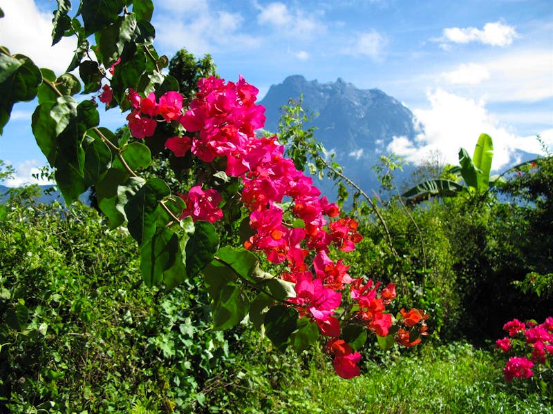 Kota_Kinabalu Berg  - ©Daniela Paulan