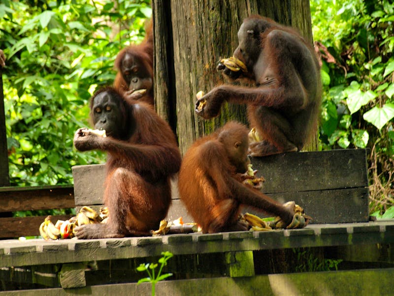 Borneo-Sandakan: Im Orang Utan Reservat von Sepilok - ©Daniela Paulan