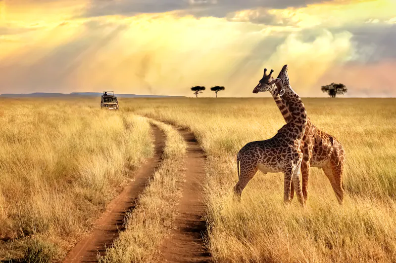 Giraffen im Serengeti-Nationalpark - &copy;delbars – Adobe Stock