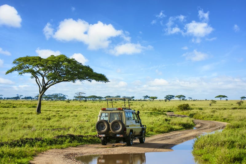 Safari im Serengeti-Nationalpark - ©monojin – Adobe Stock