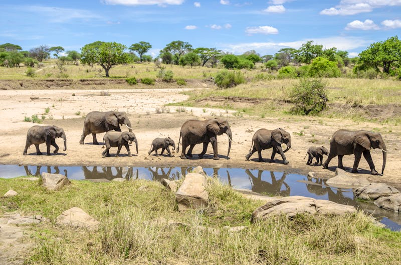 Elefanten im Serengeti-Nationalpark - ©laranik – Adobe Stock