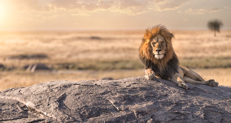 Löwe im Serengeti-Nationalpark - ©PUTSADA – Adobe Stock