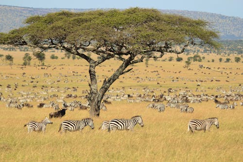 Zebras im Serengeti-Nationalpark &ndash; &copy; SSQ – Adobe Stock