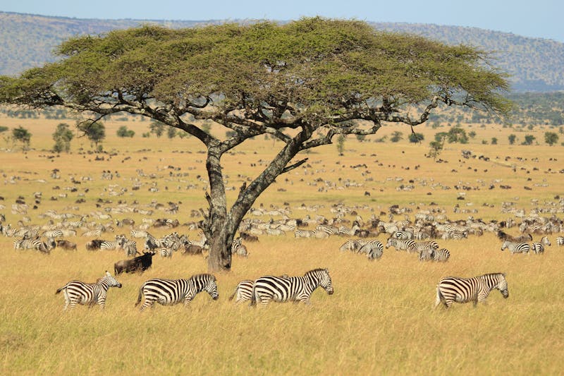 Zebras im Serengeti-Nationalpark - ©SSQ – Adobe Stock