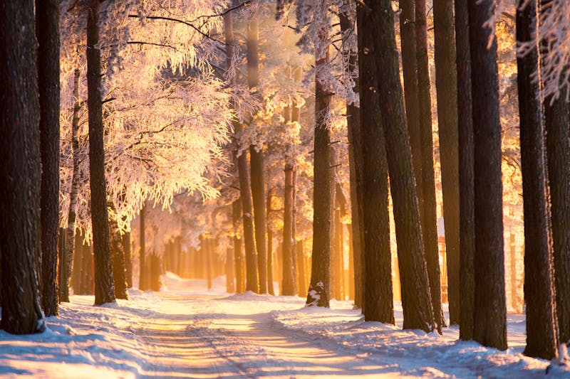 Winterzauber - ©alexugalek – Adobe Stock