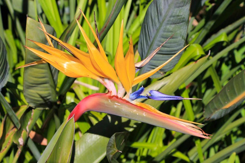 Strelizie im Botanischen Garten in Kirstenbosch - ©Eberhardt TRAVEL