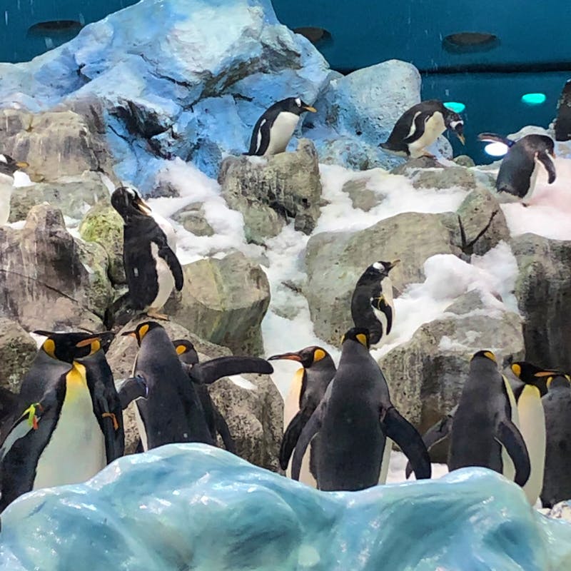 Loro Parque - ©Marcus Kühn