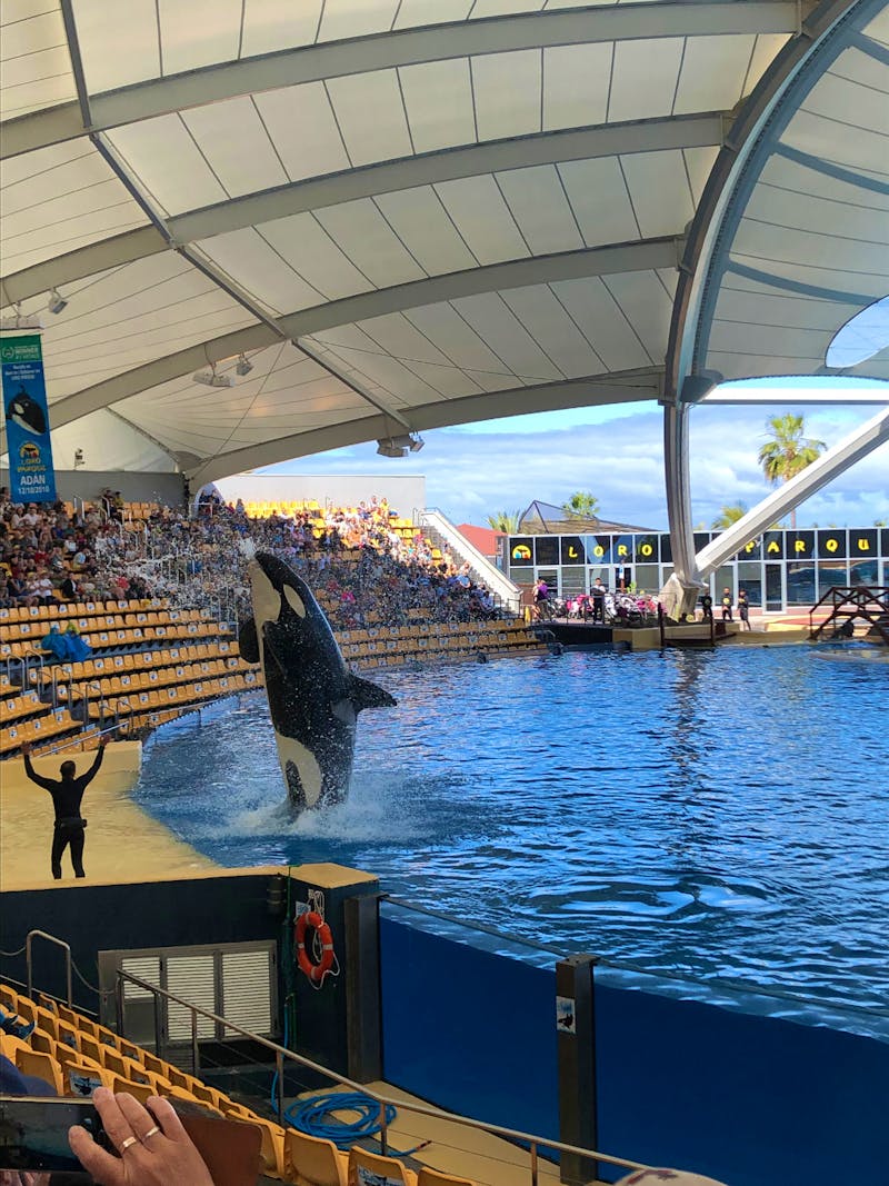 Loro Parque - ©Marcus Kühn