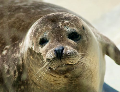 Robbe in Norddeich – © ©Klaus Heidemann - stock.adobe.com