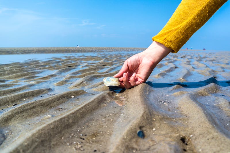 Muschel an der Nordsee - ©animaflora2016