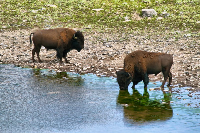 Bisons im Waterton Lakes Nationalpark - ©©estivillml - stock.adobe.com