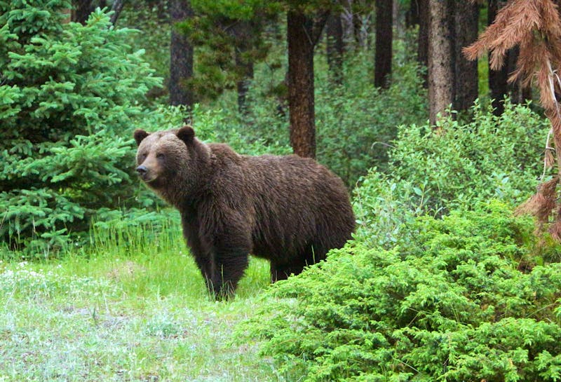 Grizzly-Bär bei Jasper - ©Eberhardt TRAVEL
