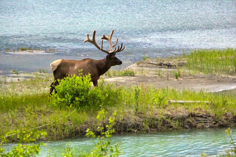Wapiti-Hirsch bei Jasper - ©Eberhardt TRAVEL