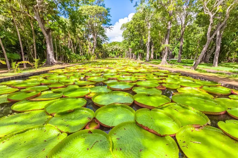 Botanischer Garten in Pamplemousses auf Mauritius - &copy;Unclesam - stock.adobe.com