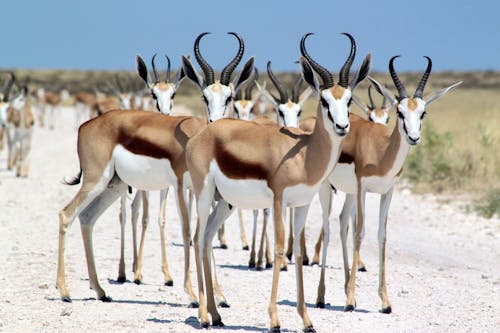 Gruppe von Springböcken im Etosha-Nationalpark &ndash; &copy; Johannes Nieder - stock.adobe.com