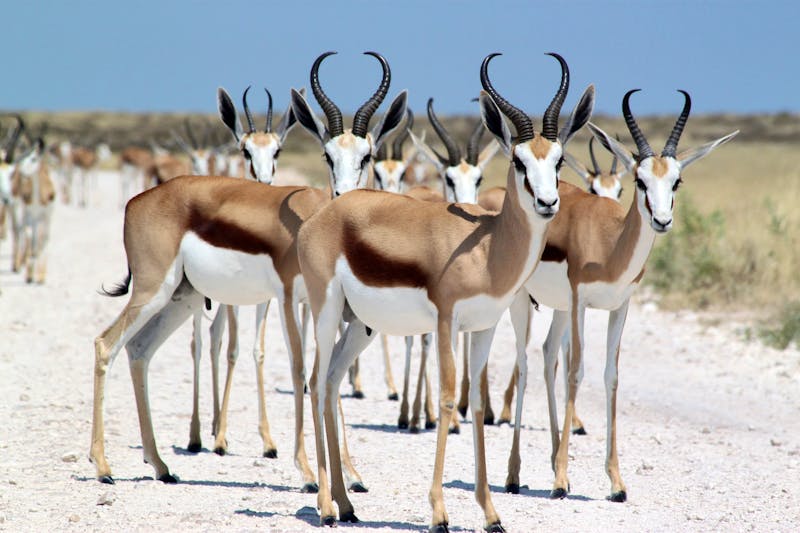 Gruppe von Springböcken im Etosha-Nationalpark - ©Johannes Nieder - stock.adobe.com