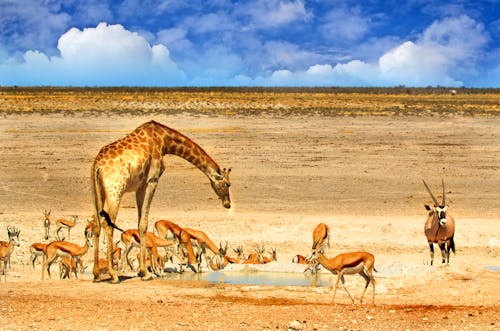 Giraffe und Antilopen am Wasserloch im Etosha-Nationalparl &ndash; &copy; paula - stock.adobe.com
