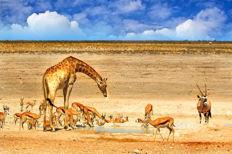 Giraffe und Antilopen am Wasserloch im Etosha-Nationalparl - ©paula - stock.adobe.com