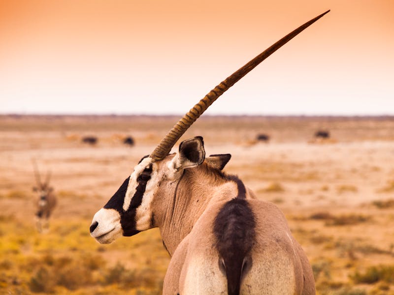 Oryx in der Kalahari - ©pyty - stock.adobe.com