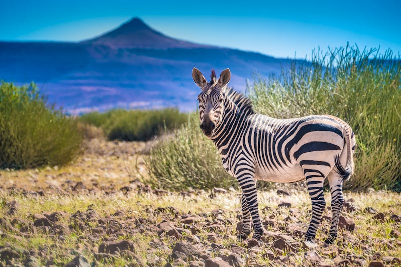 Zebra im Kunene Palmwag Konzessionsgebiet, Namibia - ©Luis - stock.adobe.com