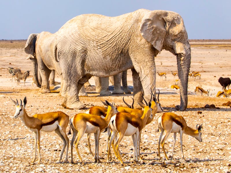 Impalas und Elefanten am Wasserloch im Etosha-Nationalpark, Namibia, Africa. - ©pyty - stock.adobe.com